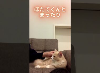 みんなでまったりするほたてくん #ラガマフィン  #猫  #ねこのいる日常  #猫好きさんと繋がりたい
