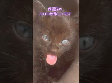 保護猫コロロ😸　#保護猫 #子ネコ #ネコ #ねこ #子猫 #cats #cat #猫のいる暮らし #猫動画