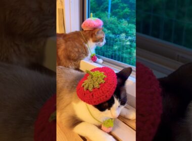 いちごベレー帽をかぶってみたけどなんでこうなるニャンこ？ #shorts #cat #猫のいる暮らし