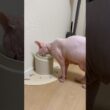 水入れ新調したら沢山水を飲む猫アレクサンドラ【スフィンクス】