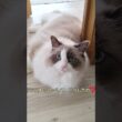 ただ呼んだだけ～　#shorts #ragdoll
