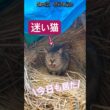 "捨て猫日記2"「今日も居た」 #猫のいる暮らし #子ネコ #cat #ファーム生活 #保護猫 #子猫 #好きな子猫 #猫のいる生活 #shorts
