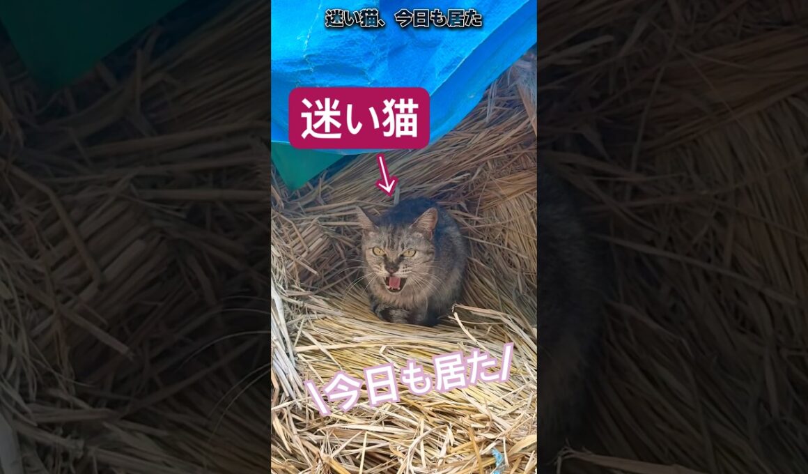 "捨て猫日記2"「今日も居た」 #猫のいる暮らし #子ネコ #cat #ファーム生活 #保護猫 #子猫 #好きな子猫 #猫のいる生活 #shorts