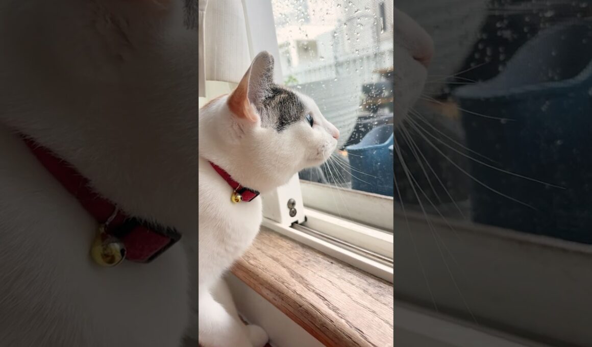 台風の日 いつもと違う雨の降り方に夢中で外を眺めるつくね！　 #cat  #猫 #雨の日