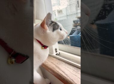 台風の日 いつもと違う雨の降り方に夢中で外を眺めるつくね！　 #cat  #猫 #雨の日