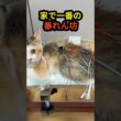 誰もが「かわいそう」と思った子猫は、家で一番の暴れん坊でした。