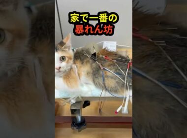 誰もが「かわいそう」と思った子猫は、家で一番の暴れん坊でした。