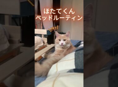 人間のベッドでくつろぐほたてくん #ラガマフィン  #猫  #ねこのいる日常  #猫好きさんと繋がりたい