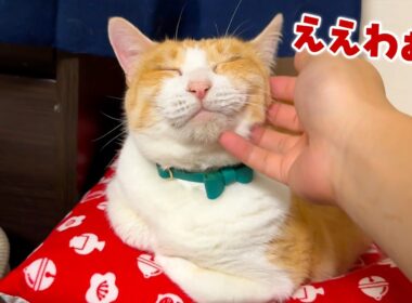 飼い主と同じ目線で寝られる寝床を手に入れてウキウキなロビンなのであった