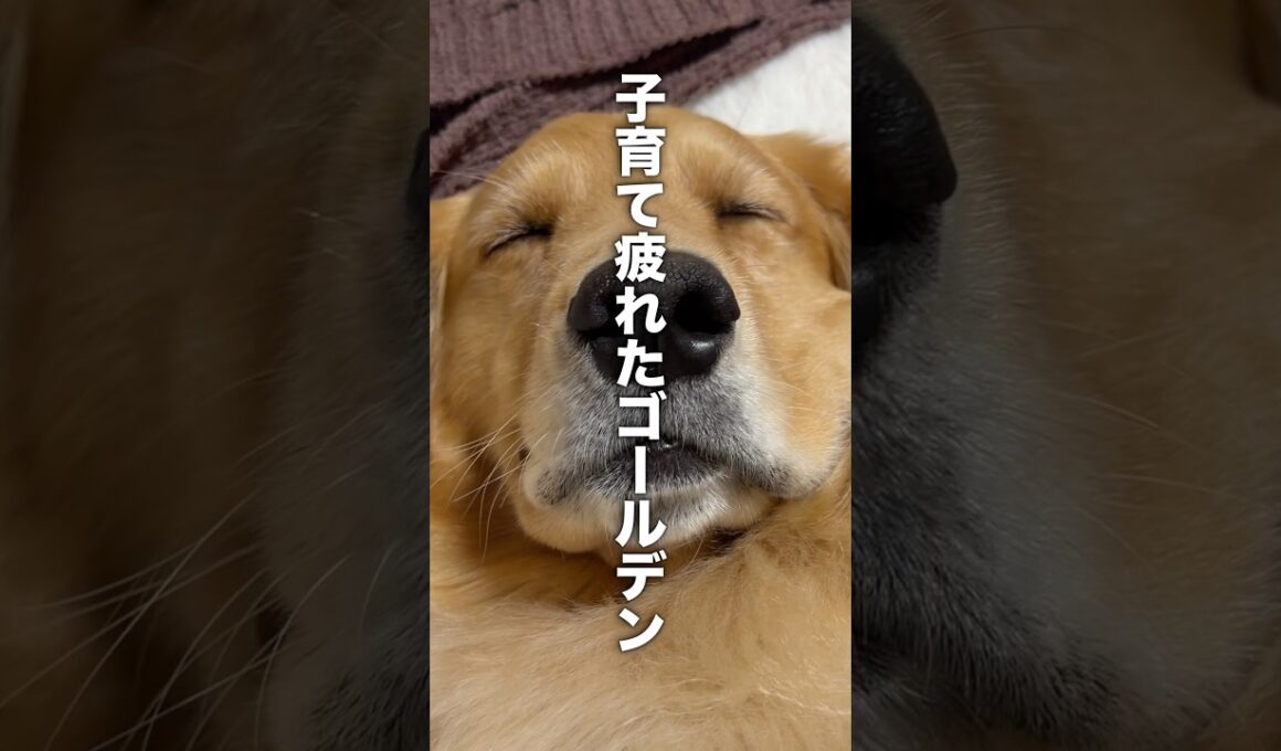 子育て疲れのゴールデンレトリバー...【子猫を保護】