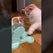 でるでる健康食器でおやつゲットの子猫サイベリアン