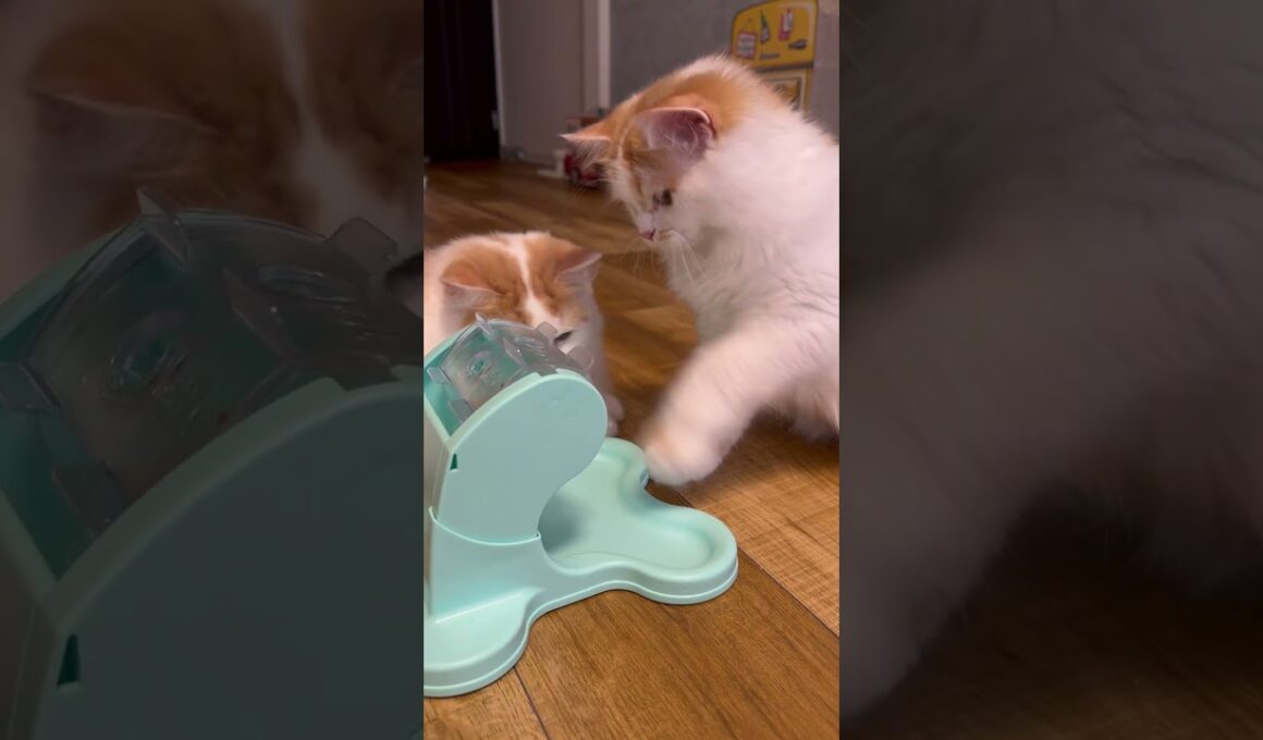 でるでる健康食器でおやつゲットの子猫サイベリアン