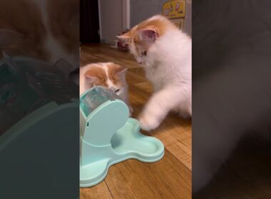 でるでる健康食器でおやつゲットの子猫サイベリアン