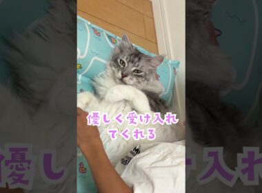 少年のモフモフ攻撃を優しく受け入れる大型猫#shorts