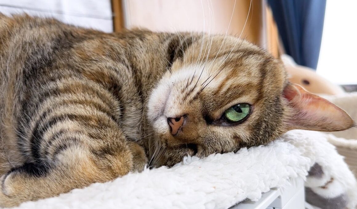 末っ子猫の見守り時間、でも今日はちょっと近すぎました(笑)