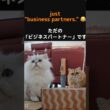 ペルシャ猫ぎんちゃんとマリーちゃんの関係を暴露します#ペルシャ猫 #猫 #猫動画 #猫ショート #多頭飼い #猫のいる暮らし #ぎんちゃん #マリーちゃん #ふわふわ猫 #長毛猫 #癒し猫 #猫好き