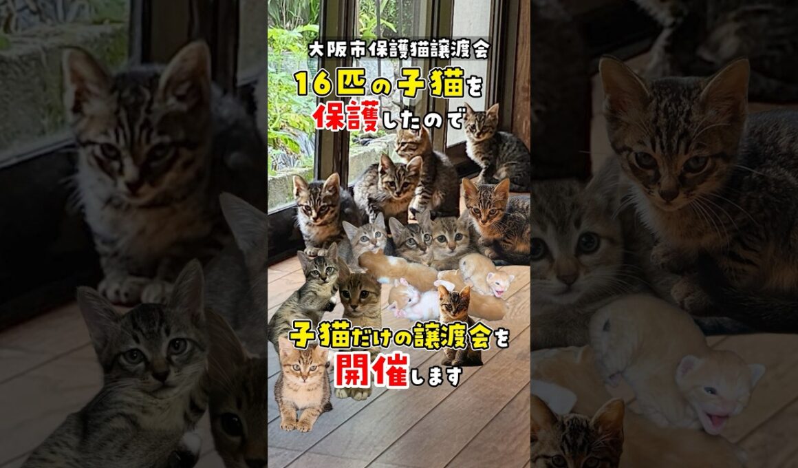 【もう限界です】子猫16匹を保護しました！なんでこうなったか経緯をお話しします #ねこ #保護猫   #譲渡会