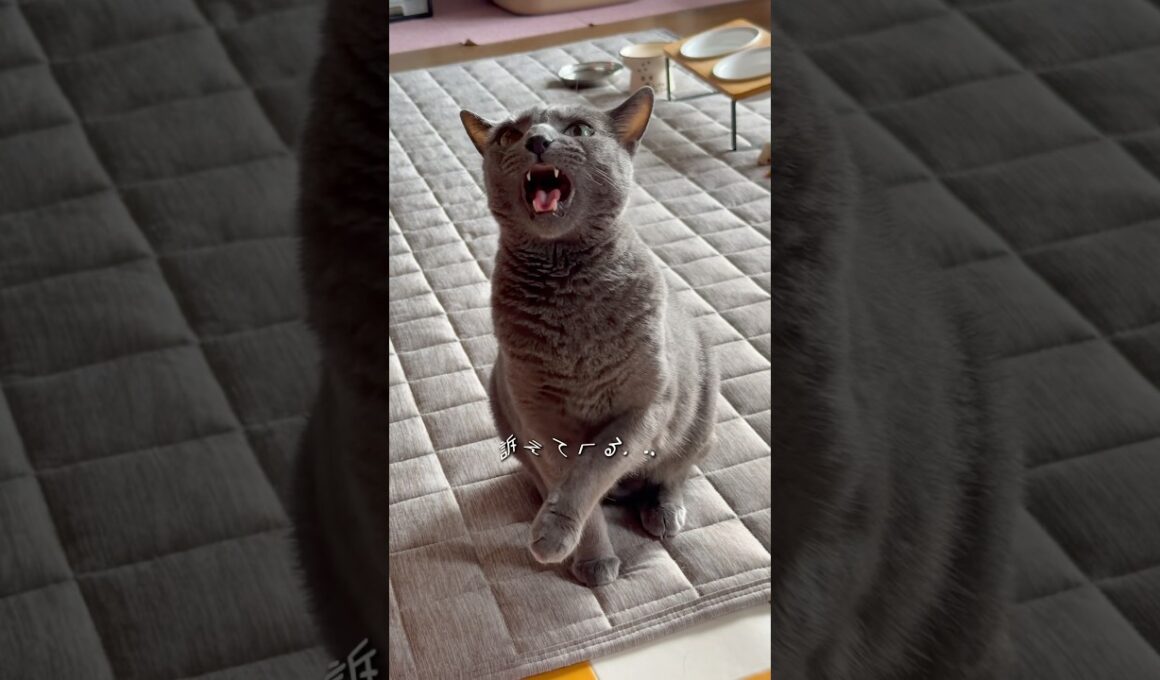 【ロシアンブルー】仕事行く前のめろん...なんて言ってるん⁇🥲【猫】#shorts