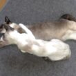 疲れて寝込むシャム猫の首元に優しく右手をあてる子猫🐇👐