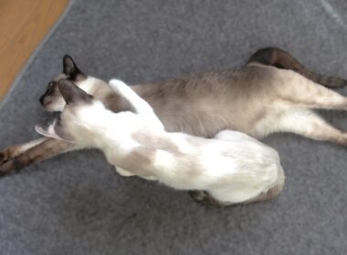 疲れて寝込むシャム猫の首元に優しく右手をあてる子猫🐇👐
