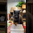 내 장난감을 절대로 줄수 없어요! #cat #funny #cute