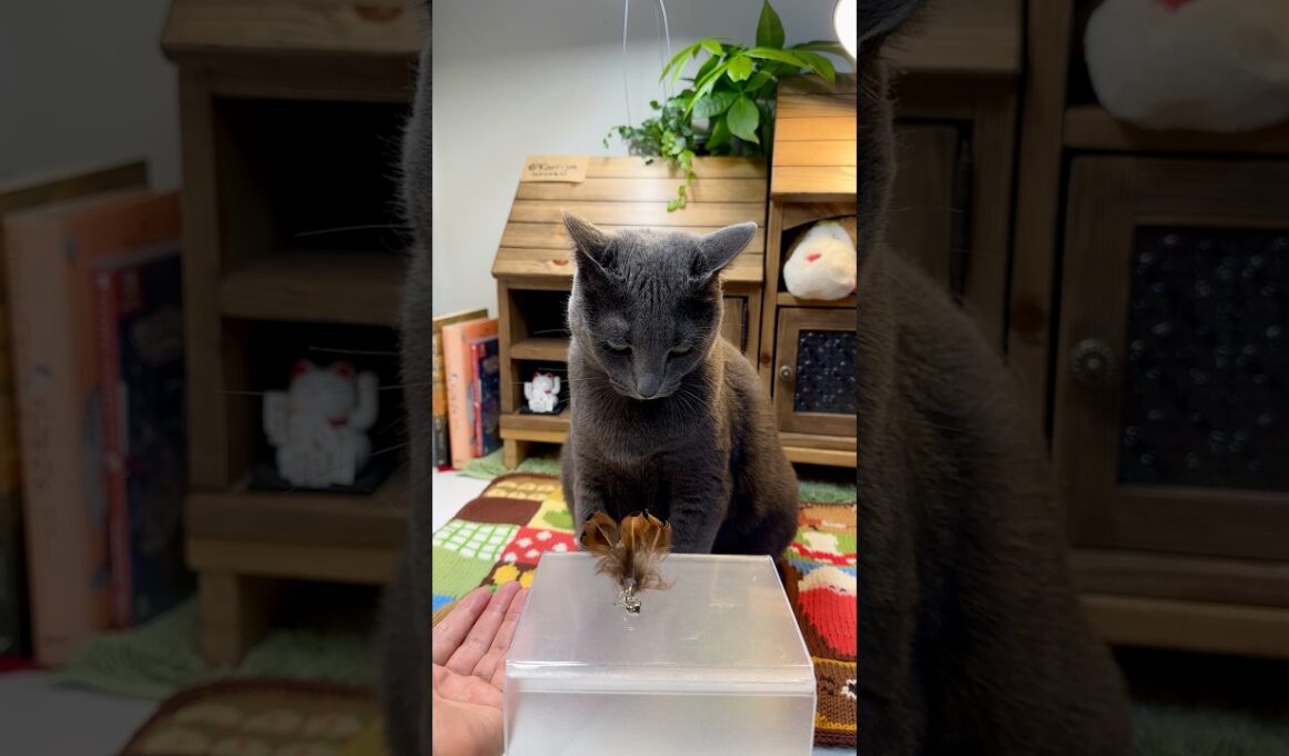 내 장난감을 절대로 줄수 없어요! #cat #funny #cute
