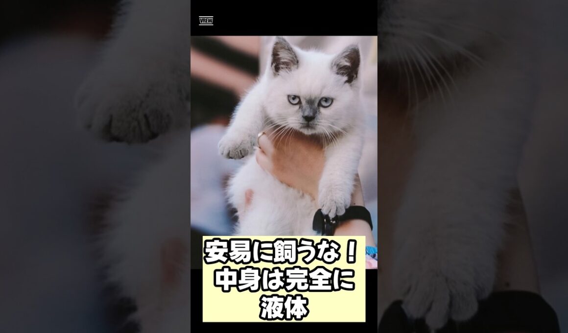 【衝撃】ラグドールを絶対に安易にお迎えしてはいけない理由… #shorts #猫 #ラグドール