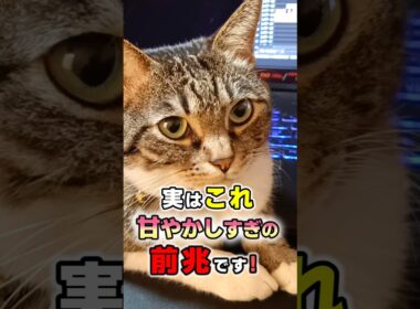 見逃してはいけない！猫を甘やかしすぎている前兆サイン11選 #猫雑学 #ねこたんの解説 #猫