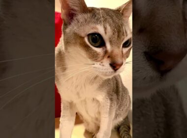 大事な秘密基地をたぬき猫に占拠されそうになって焦るシンガプーラなのにゃ♪ #cat #シンガプーラ #トンキニーズ#たぬき猫#singapura#tonkinese