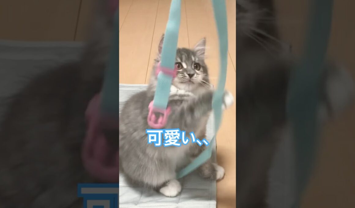 ヒモで無邪気に遊ぶ子猫❗️サイベリアンのすい❗️ #shorts  #猫 #cat #サイベリアン