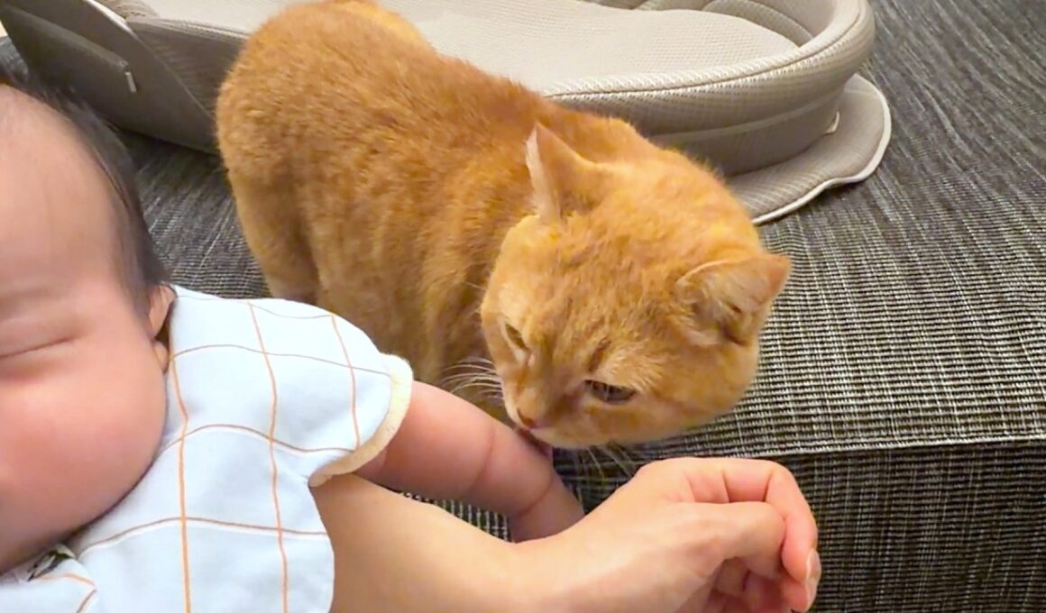 間違えて赤ちゃんのちぎりパンを舐めちゃう猫