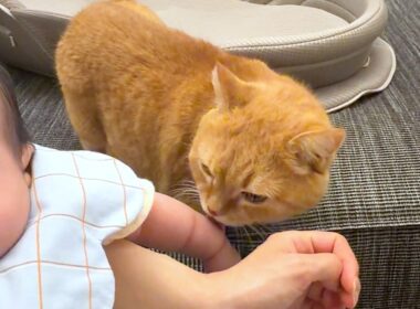 間違えて赤ちゃんのちぎりパンを舐めちゃう猫
