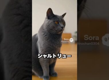 おっとり顔なのに、動き出すと一気に速い猫…シャルトリュー😽｜猫の雑学 #shorts #猫のいる暮らし #猫の雑学 #cat #猫好きさんと繋がりたい