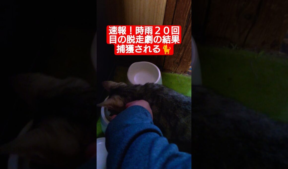 速報！時雨２０回目の脱走劇の結果捕獲される🐈️#ネコ #猫 #ねこ #緊急 #時雨