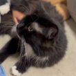 いつでもどこでも誰にでも甘える猫　ラガマフィンA cat that loves to cuddle with anyone, anytime, anywhere. Ragamuffin