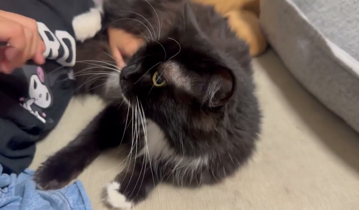 いつでもどこでも誰にでも甘える猫　ラガマフィンA cat that loves to cuddle with anyone, anytime, anywhere. Ragamuffin