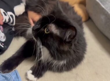 いつでもどこでも誰にでも甘える猫　ラガマフィンA cat that loves to cuddle with anyone, anytime, anywhere. Ragamuffin
