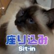 バーマン猫ウリとガブとラフ【座り込み】Sit-in（バーマン猫）Birman/Cat