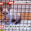 【にこねこ速報】吸い寄せられるように子猫を見つけてしまいました…