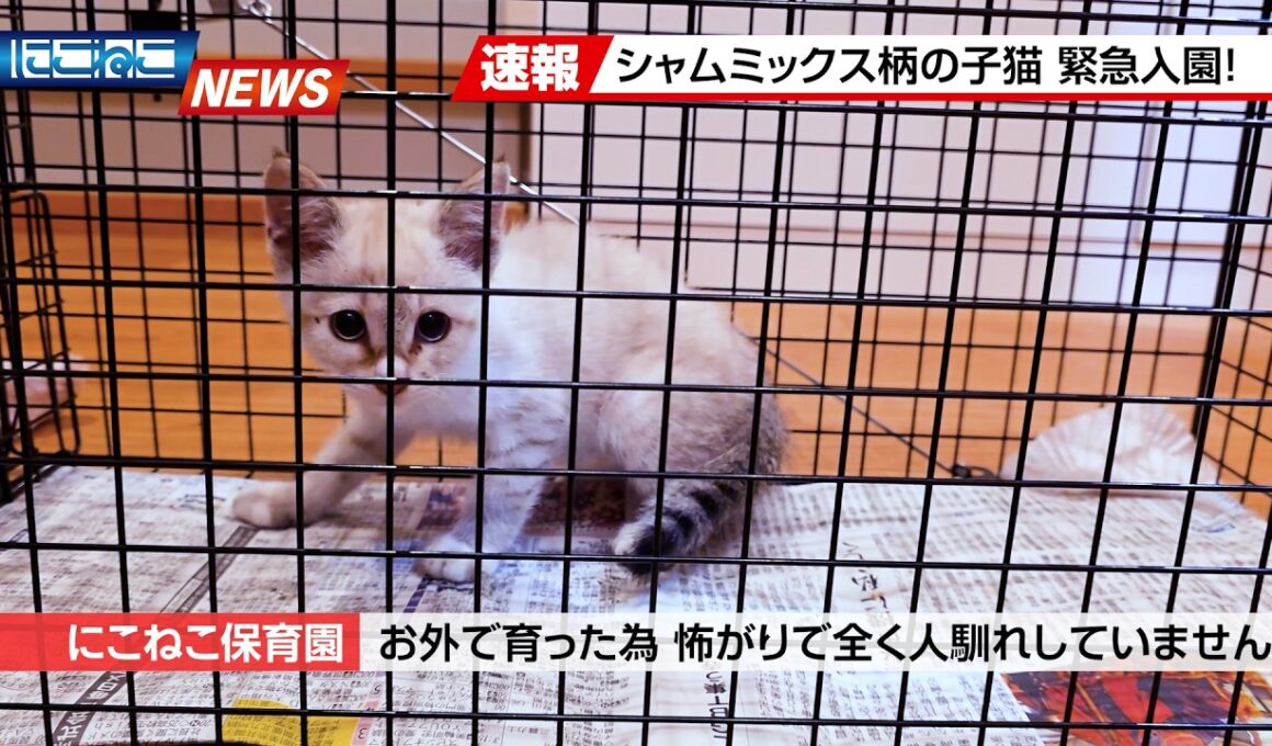 【にこねこ速報】吸い寄せられるように子猫を見つけてしまいました…