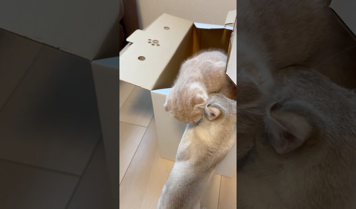 【あんずの1週間遅れで、ももがおうちに来ました。あんずは母性がある子で、もものことをお世話してました。(2026/05/16)】 #シンガプーラ #スコティッシュフォールド #ねこ