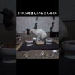 たぬシャム君とシャム母さんは仲良し。一緒にご飯食べるよ。