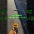 車に轢かれた？子猫を保護　#子猫 #保護猫 #野良猫 #頑張って
