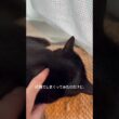 熟睡の胡宇もふもふ #cat #にゃんグラム #猫のいる暮らし #ボンベイ #猫のいる生活
