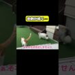 悲劇が続く…#猫 #おもしろ #アテレコ #ニャンチューバーつくし