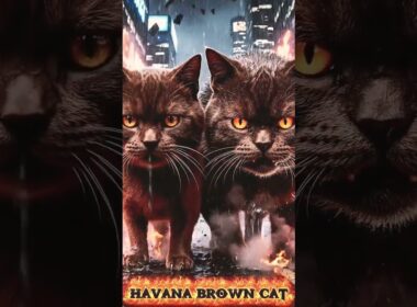 SIAMESE & HAVANA brown cat #shorts #viralshorts