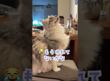 大きな地震があった時の大型猫の反応#shorts