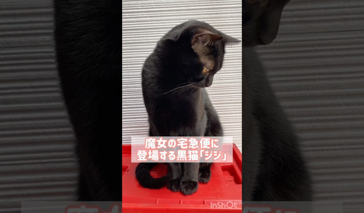 魔女宅の黒猫ジジの猫種はボンベイ？　#cat #猫 #ねこ #ねこのいる暮らし #ねこのいる生活 #ねこ動画 #猫好きさんと繋がりたい #魔女の宅急便 #ジブリ