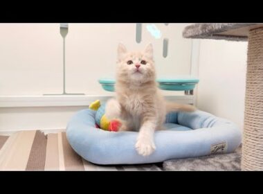 メインクーン　子猫　元気で可愛い