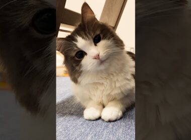 このポーズをする時は…
